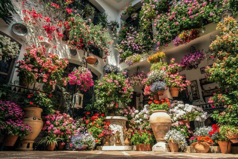 Córdoba: Guided Tour of the Patios - Cultural Significance of Patios