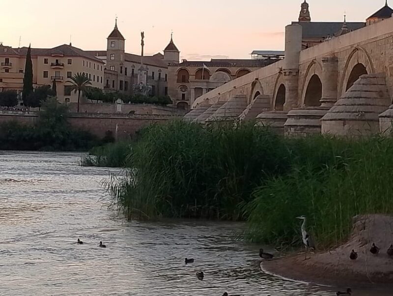 Córdoba: Tour of the Three Cultures to See the City in a Day - Discovering Corredera Square and Plaza Del Potro