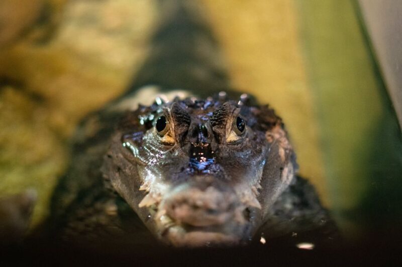 Corfu: Aquarium Entry Ticket With Guided Tour - Tour Details