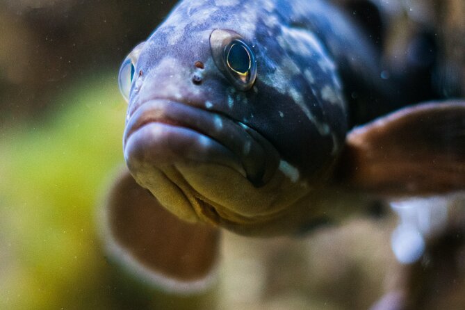 Corfu Aquarium Ticket With Tour Included - Accessibility and Accommodations
