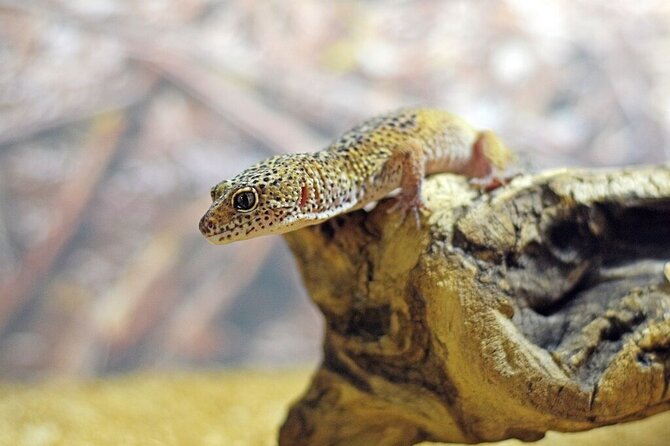 Corfu Aquarium Ticket With Tour Included - Highlights of the Aquarium Tour