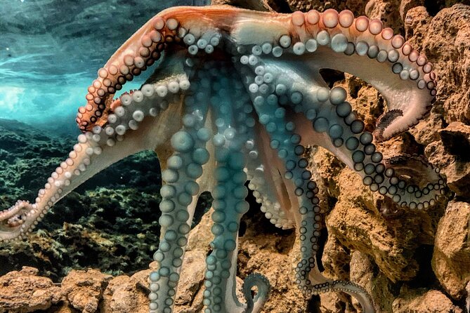 Corfu Aquarium Ticket With Tour Included - Visitor Tips and Recommendations