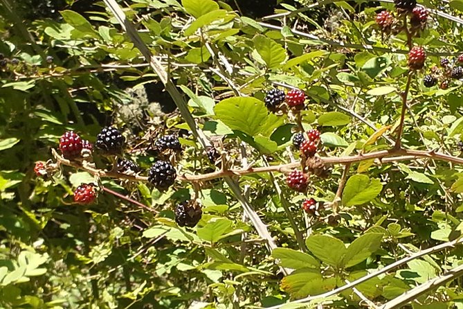 Corfu Countryside Hiking Tour - Refreshments and Snacks