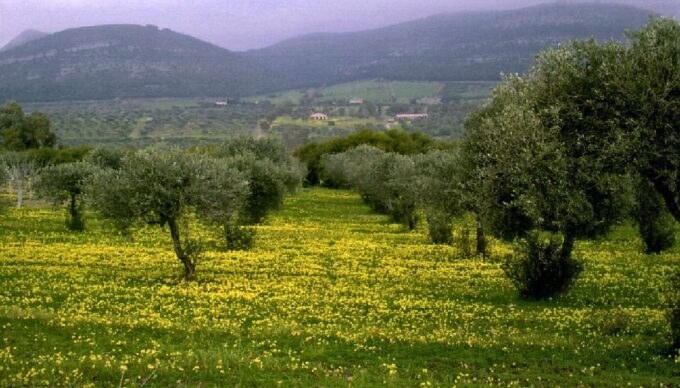 Corfu: Hiking in Olive Groves,Village,Sunset,with Swim Stop - Olive Harvest Experience