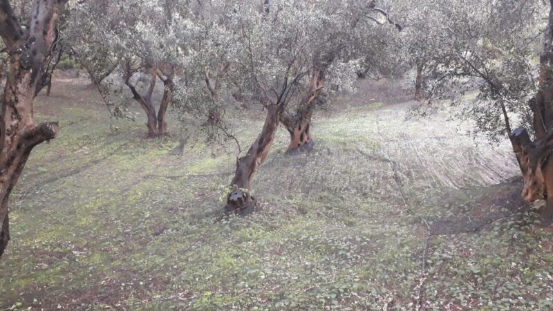 Corfu: Mountain Villages Private Tour - Included in the Tour
