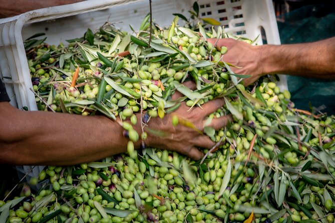 Corfu Organic Olive Oil Tasting at Family Farm - Location and Pickup Details