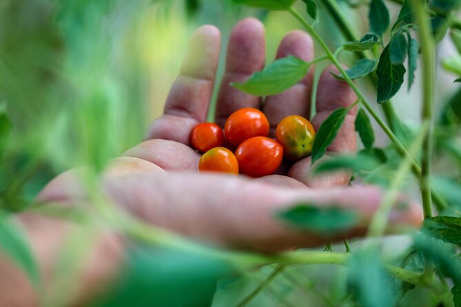 Corfu Organic Olive Oil Tasting at Family Farm - Traveler Reviews and Ratings
