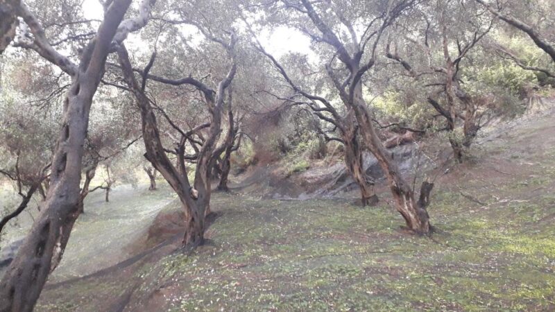 Corfu: Pelekas - Sinarades Villages Private Tour - Highlights of the Tour