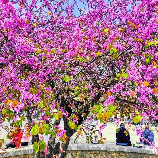 Corfu Town: Express Cultural Walking Tour - Participant Information