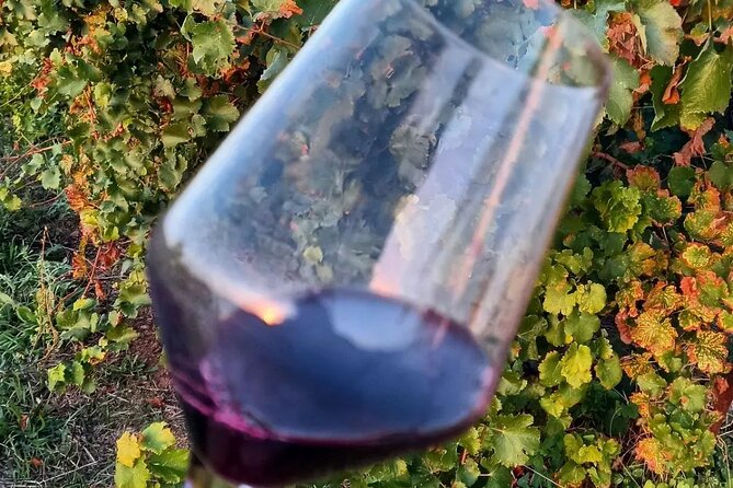 Corinth Winery Tour and Organic Fine Wine Tastings - Winemaker-Led Tour of the Vineyards