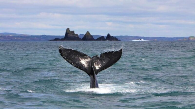 Cork: Fastnet Rock Lighthouse and Cape Clear Island Tour - Itinerary Details