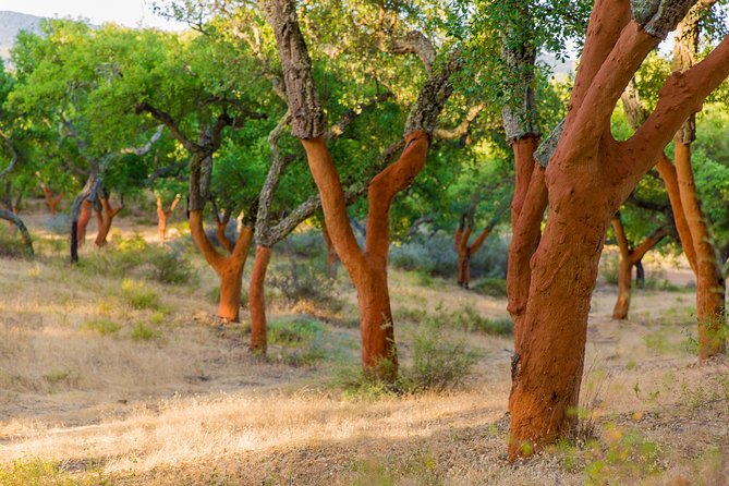 Cork Safari in a Classic Land Rover With Optional Lunch - Explore Alentejo Cork Forest