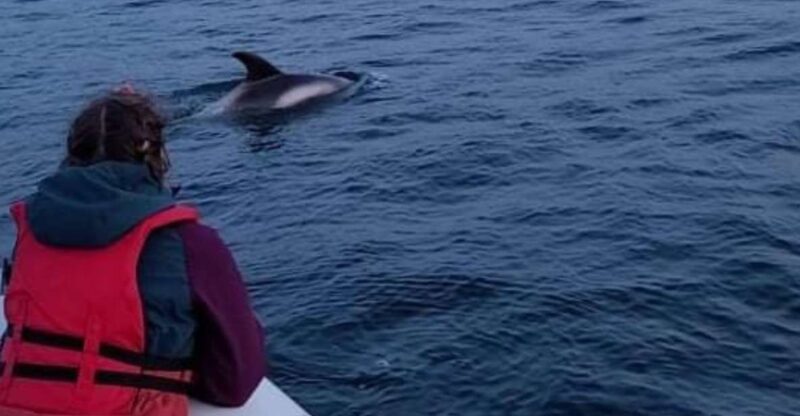 Corner Brook: Woods Island Adventure 3-Hour Zodiac Tour - Itinerary and Highlights