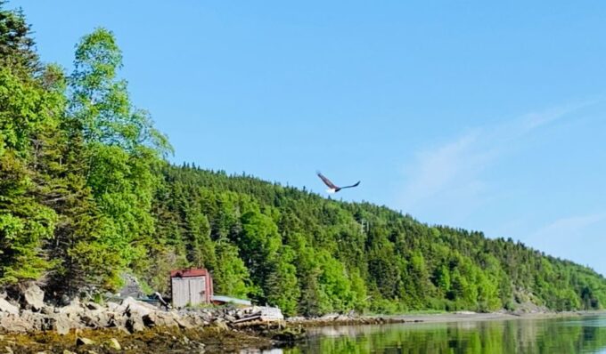 Corner Brook: Woods Island Adventure 3-Hour Zodiac Tour - Additional Information