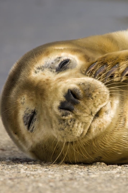 Cornwall: Guided Seal and Puffins Safari by Boat - Exploring Cornish Coastline by Boat