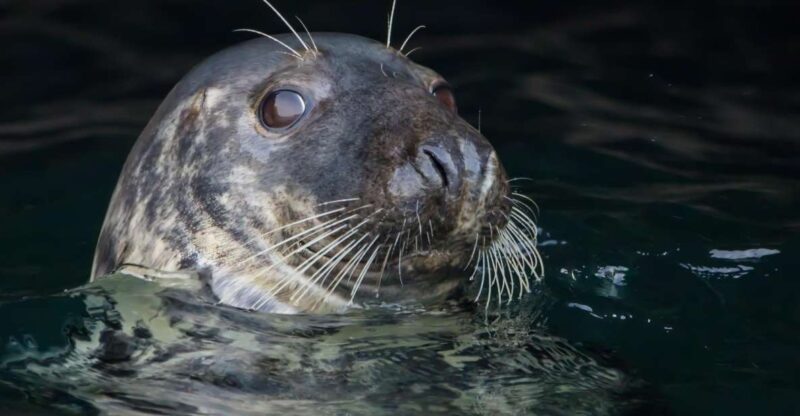 Cornwall: Guided Seal and Puffins Safari by Boat - Spotting Seals, Puffins, and Seabirds