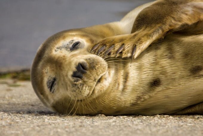 Cornwall: Guided Seal and Puffins Safari by Boat - Recap