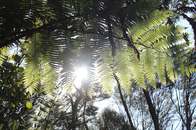Coromandel Coastal Walkway Day Tour Ex Colville - Shuttle Transfers From Colville
