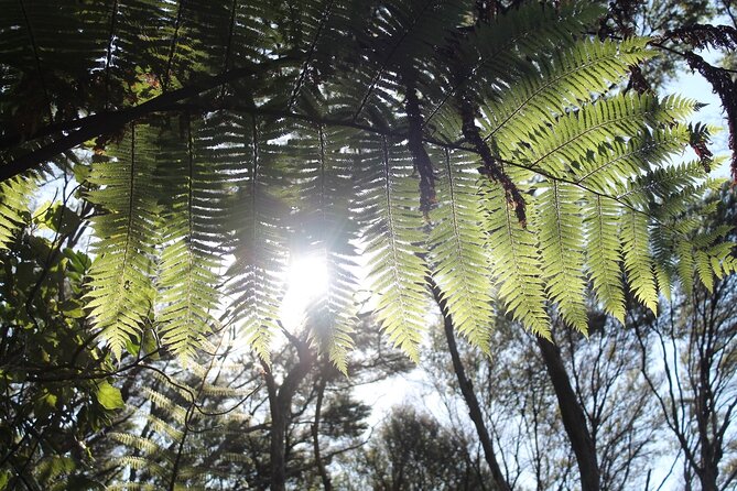 Coromandel Coastal Walkway: Full-Day Hike and Bike Tour - Coromandel Coastal Walkway
