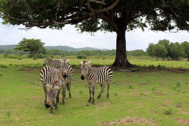 Coron: Black Island & Calauit Private Safari Tour - Itinerary Highlights