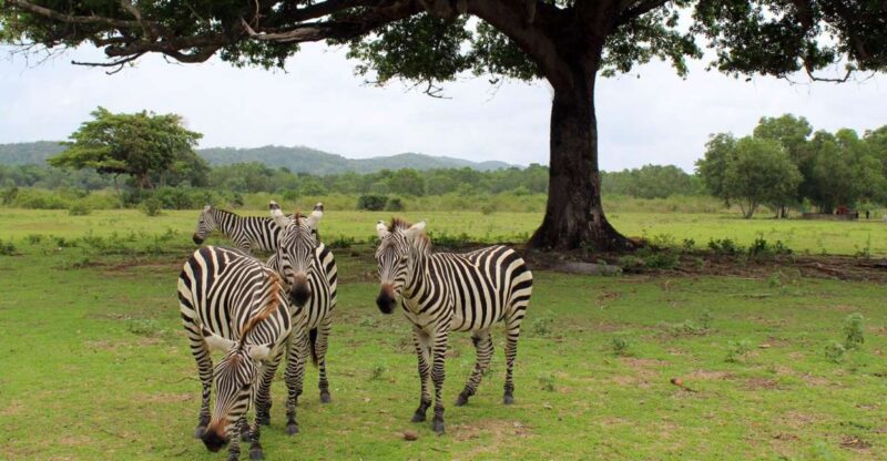 Coron: Black Island & Calauit Private Safari Tour - Wildlife Experience
