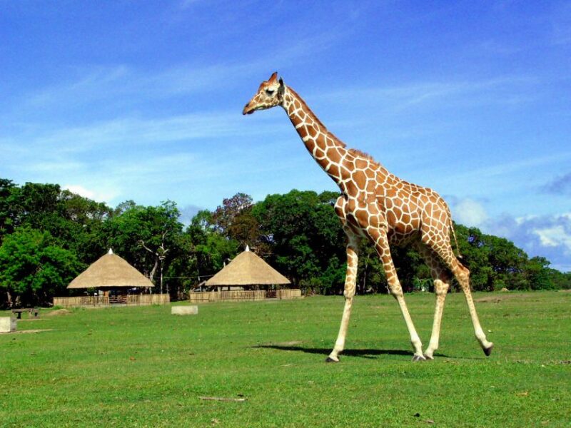 Coron: Calauit Safari Adventure - Experience Highlights