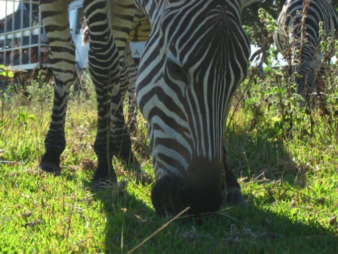 Coron: Calauit Safari Adventure - Pricing and Duration