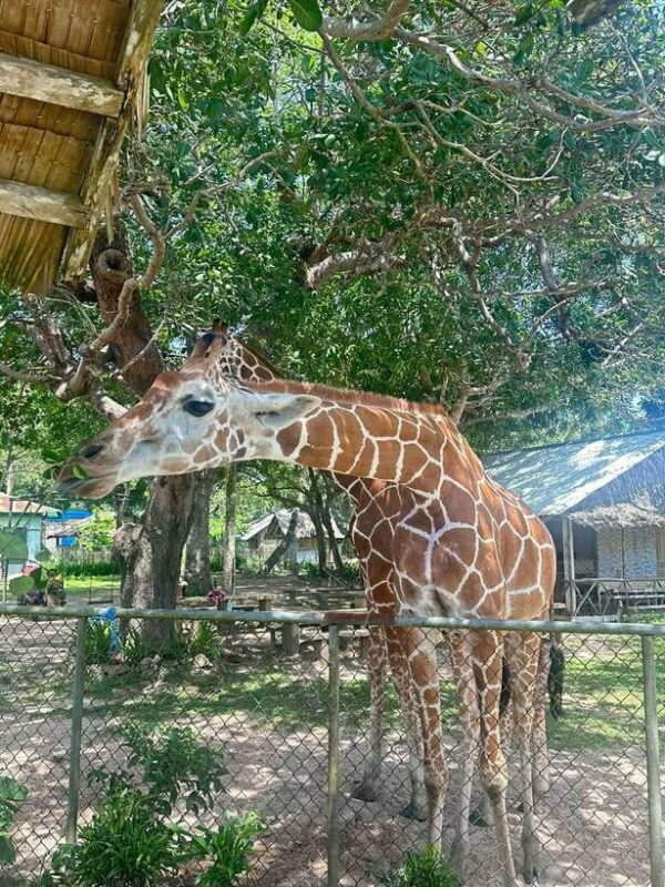 Coron: Calauit Safari Black Island Lunch & Transfer included - Final Recommendation