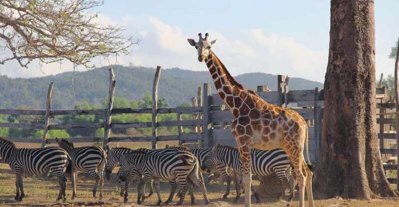 Coron Calauit Safari Tour (Private Tour) - Important Information