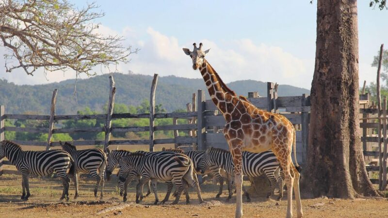 Coron Calauit Safari Tour (Private Tour) - Booking and Reservations