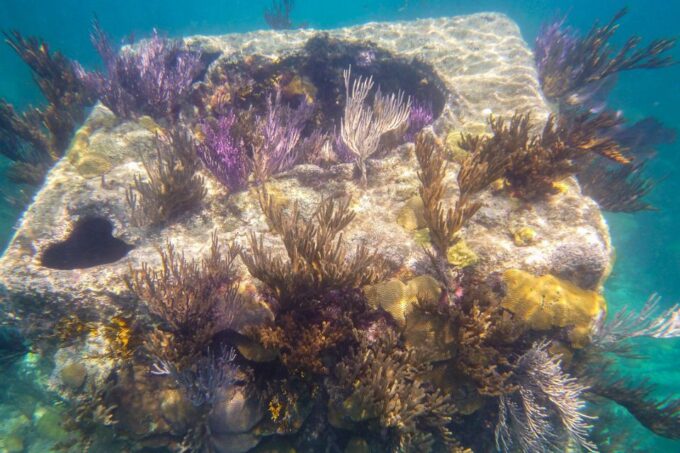 Coron: Coastal Cliffs, Beach & Malcapuya Island Hopping Tour - Frequently Asked Questions
