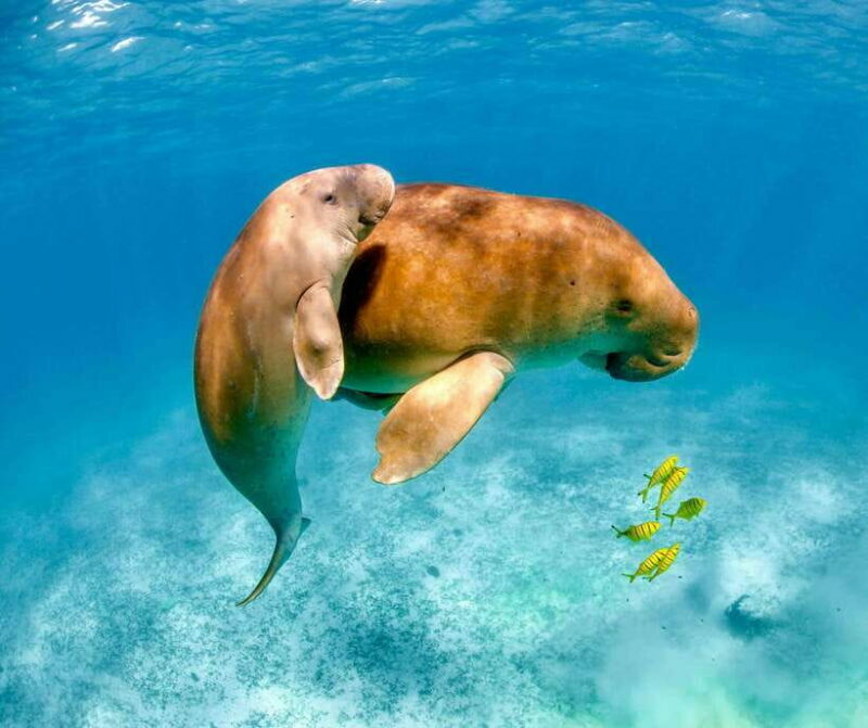 Coron: Dugong Watching with Sea Turtle and Coral Garden tour - Key Points