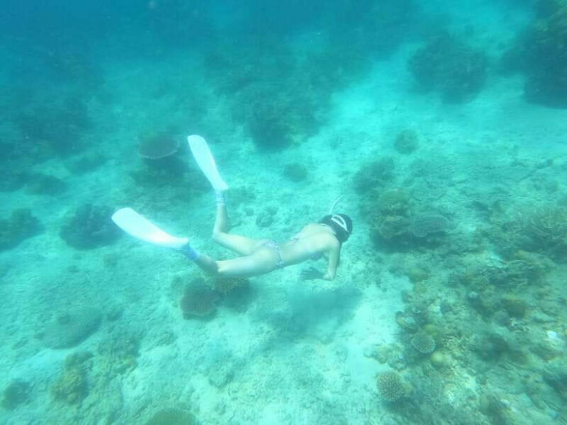 Coron: Dugong Watching with Sea Turtle and Coral Garden tour - An In-Depth Look at the Coron Dugong Tour