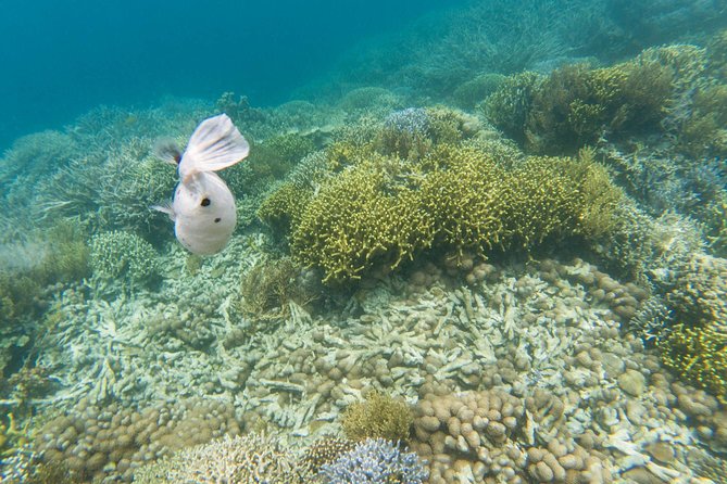Coron Island Tour B (Private) - Tour Experience