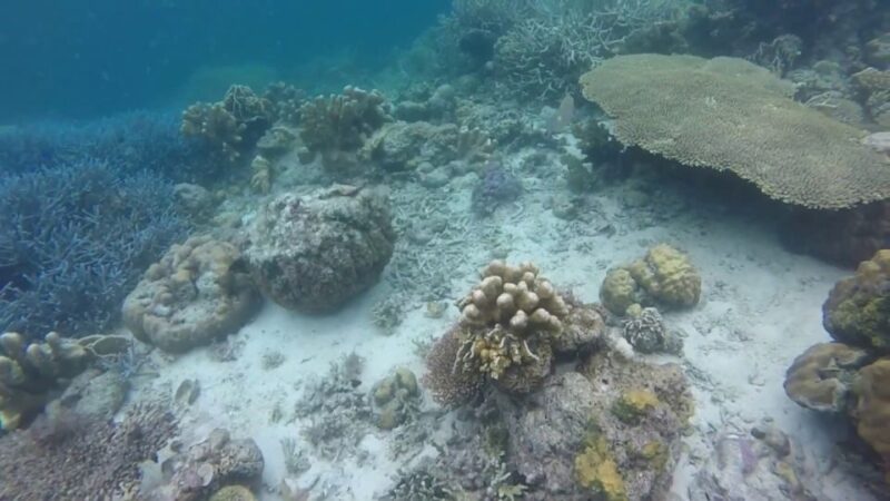 Coron: Off-Bay Islands, Lagoons and Lakes Hopping Tour - Customer Reviews and Feedback