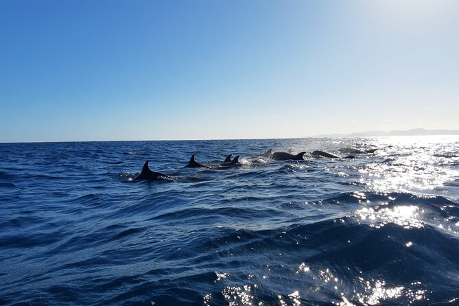 Coronado Island Adventure, Snorkeling & Picnic on the Beach - Picnic Menu and Beverages
