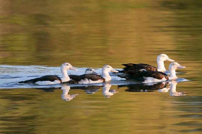 Corroboree Billabong Wetland Cruises - 1.5 Hour Morning Cruise - Guided Exploration and Commentary
