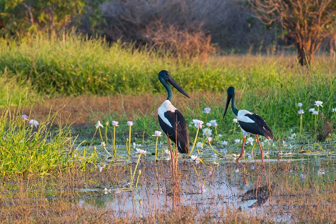 Corroboree Billabong Wetland Cruises - 1.5 Hour Morning Cruise - Hotel Pickup and Drop-off