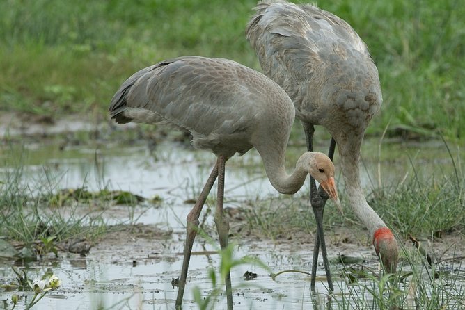 Corroboree Billabong Wetland Cruises - 1.5 Hour Morning Cruise - Food and Beverage Inclusions