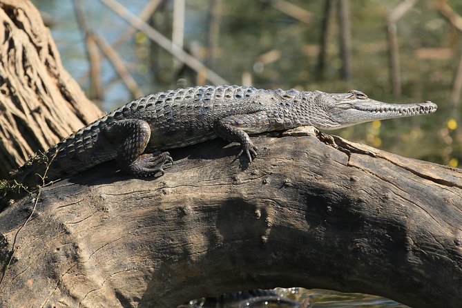Corroboree Billabong Wetland Cruises - 1.5 Hour Morning Cruise - Accessibility and Restrictions