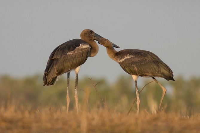 Corroboree Billabong Wetland Cruises - 1.5 Hour Morning Cruise - Meeting Point and Start Time