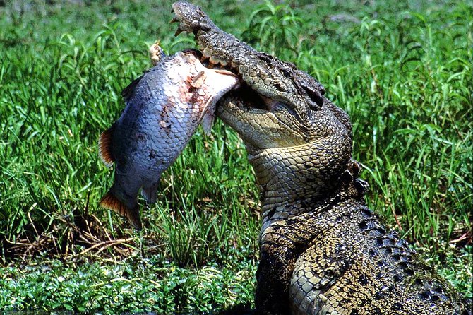 Corroboree Billabong Wetland Cruises - 2 Hour Sunset Cruise - Diverse Wildlife Spotting Opportunities