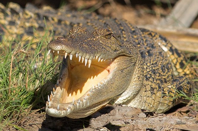 Corroboree Billabong Wetland Cruises - 2 Hour Sunset Cruise - Confirmation at Time of Booking