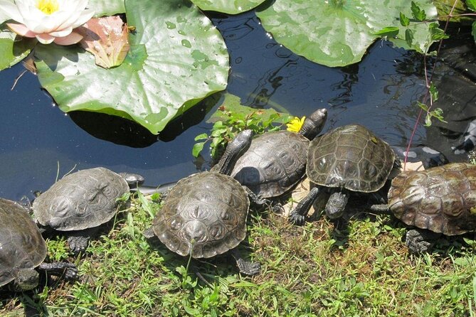Corsica A Cupulatta Turtle Park Skip the Line Admission Ticket - Operating Hours and Seasons