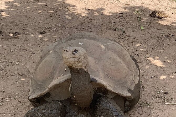 Corsica A Cupulatta Turtle Park Skip the Line Admission Ticket - Souvenir Shop and Refreshments