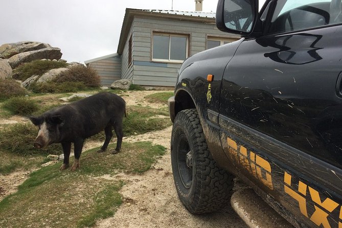 Corsica Extreme South 4X4 Excursions From Porto-Vecchio - Accessibility and Accommodations