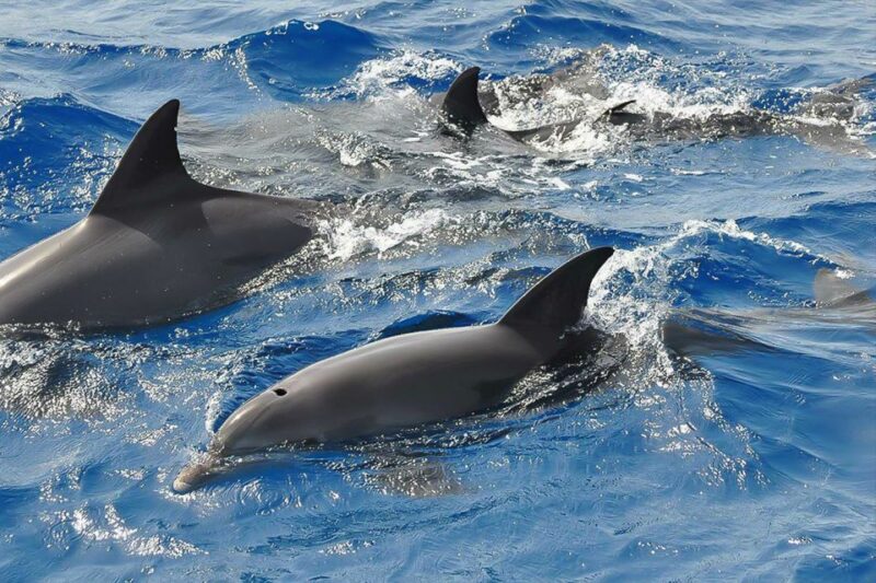 Corsica: Guided Sea Trip From Porto-Ota - Accessibility