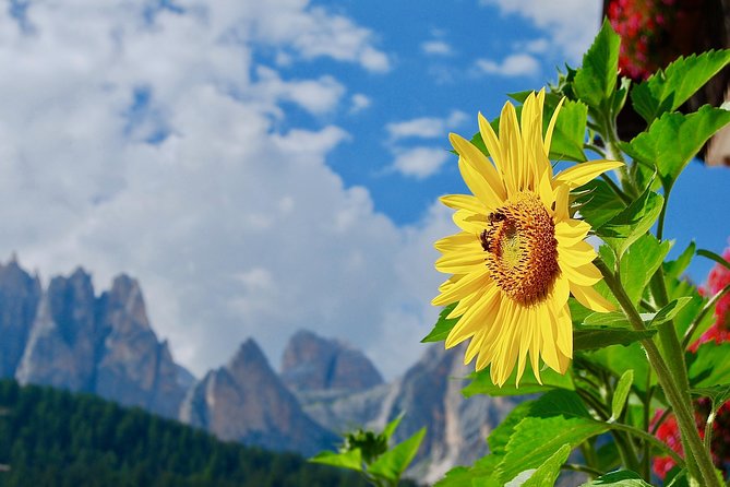 Cortina & Dolomites Small Group Full Day Tour From Venice - Expectations and Recommendations