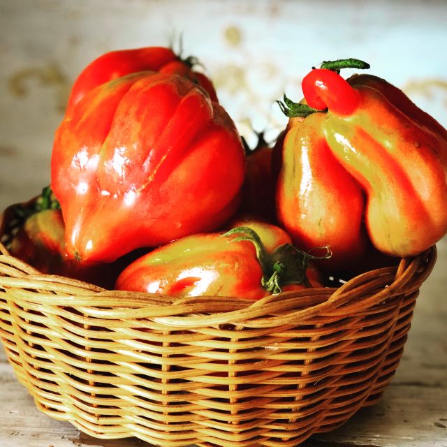 Cortona: Traditional Vegetarian or Vegan Italian Cooking - Hands-on Cooking Class Highlights