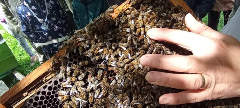 Corund, Hr: Visit to Bee-Keeper, Tasting & Hive-Opening - Languages and Group Size
